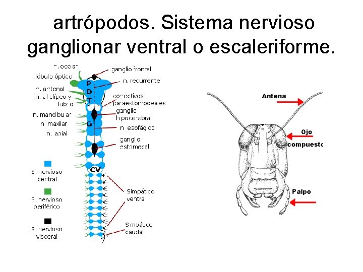 artrópodos. Sistema nervioso ganglionar ventral o escaleriforme. 
