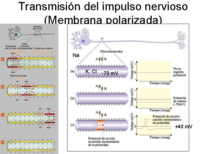 Transmisión del impulso nervioso (Membrana polarizada) Na K, Cl -70 m. V +40 m.
