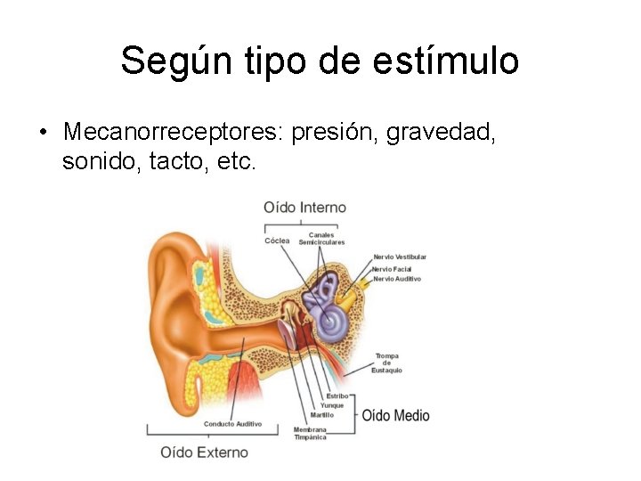 Según tipo de estímulo • Mecanorreceptores: presión, gravedad, sonido, tacto, etc. 