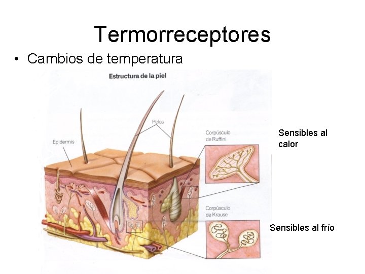 Termorreceptores • Cambios de temperatura Sensibles al calor Sensibles al frío 