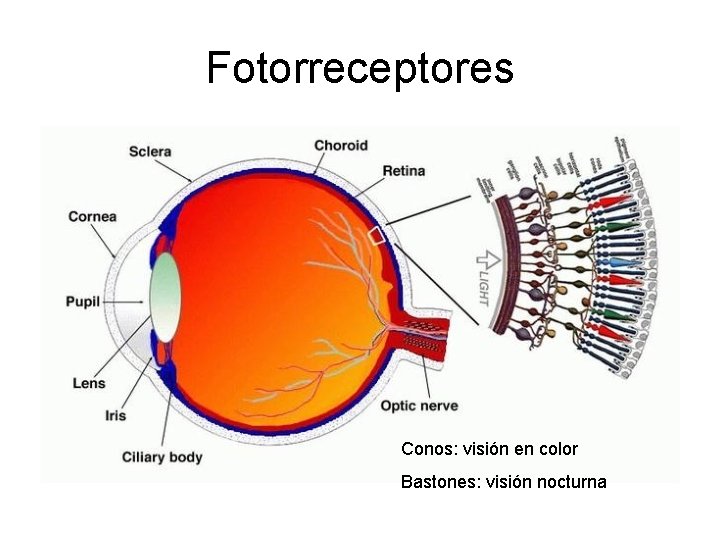 Fotorreceptores Conos: visión en color Bastones: visión nocturna 