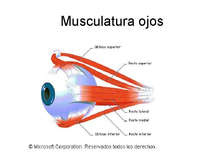 Musculatura ojos 