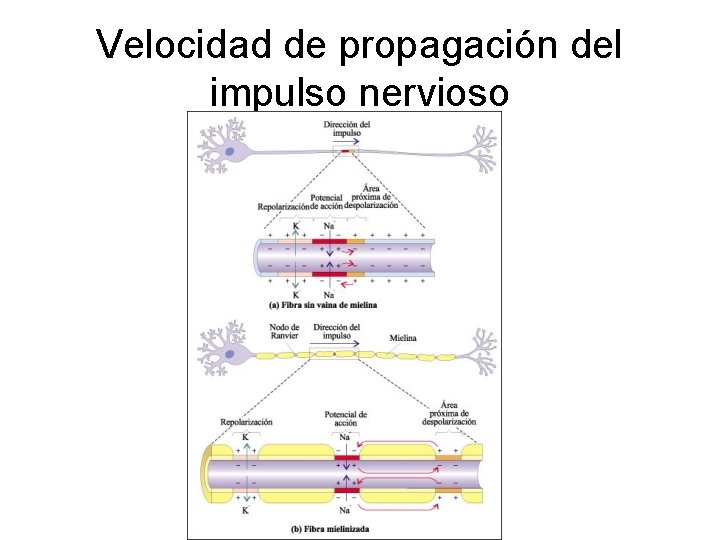 Velocidad de propagación del impulso nervioso 