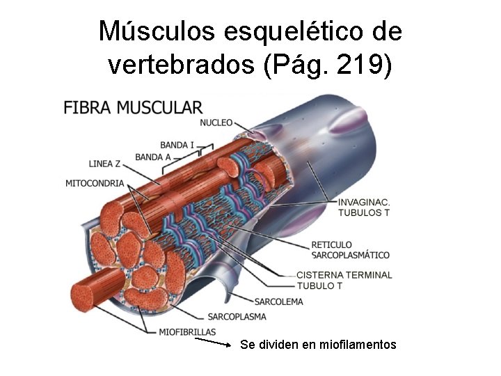 Músculos esquelético de vertebrados (Pág. 219) Se dividen en miofilamentos 