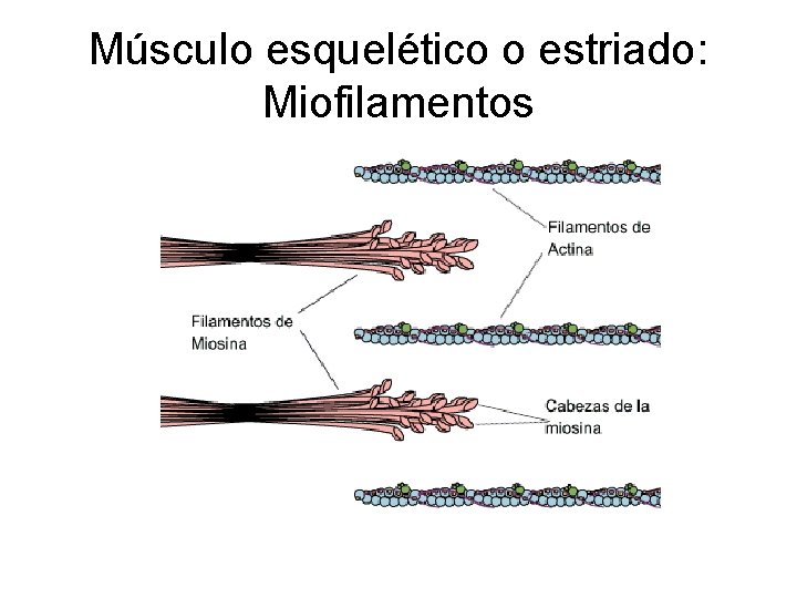 Músculo esquelético o estriado: Miofilamentos 