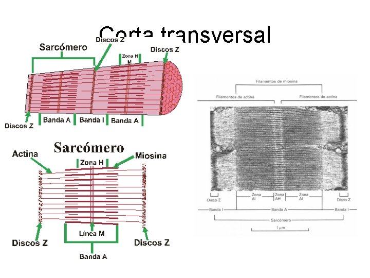 Corta transversal 