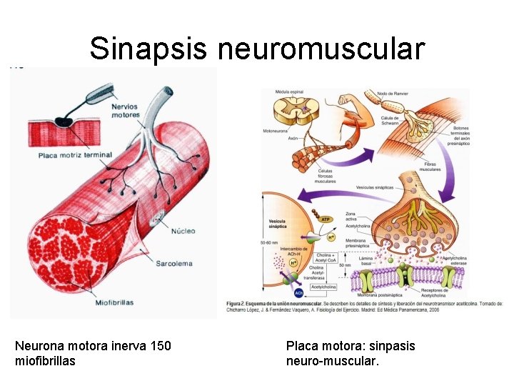 Sinapsis neuromuscular Neurona motora inerva 150 miofibrillas Placa motora: sinpasis neuro-muscular. 