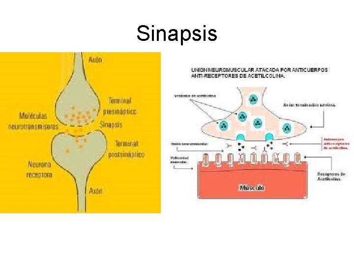 Sinapsis 