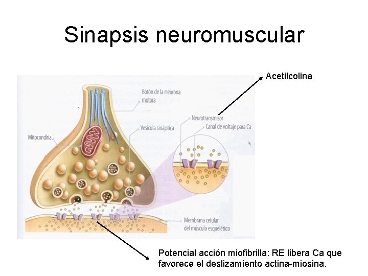 Sinapsis neuromuscular Acetilcolina Potencial acción miofibrilla: RE libera Ca que favorece el deslizamiento actina-miosina.