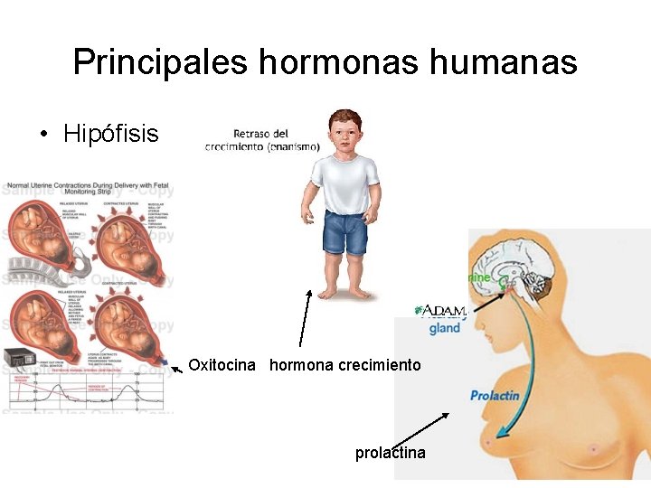 Principales hormonas humanas • Hipófisis Oxitocina hormona crecimiento prolactina 