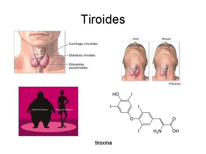 Tiroides tiroxina 