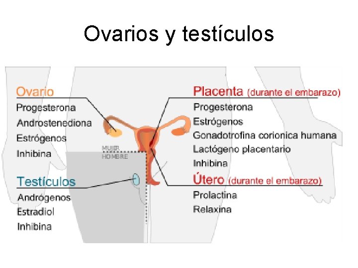 Ovarios y testículos 