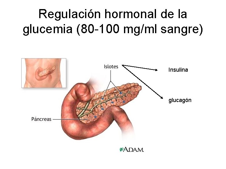 Regulación hormonal de la glucemia (80 -100 mg/ml sangre) Insulina glucagón 
