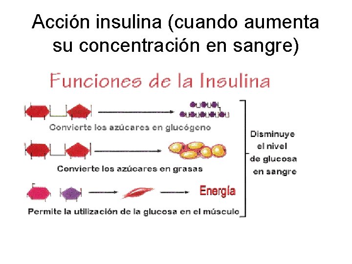 Acción insulina (cuando aumenta su concentración en sangre) 