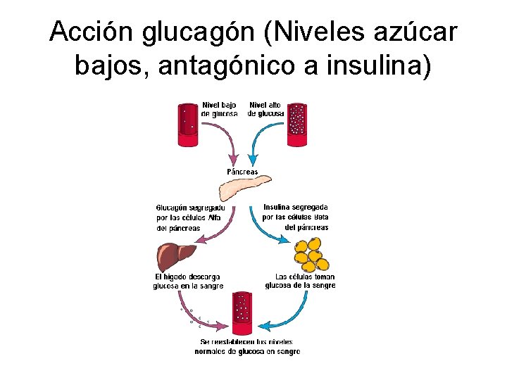 Acción glucagón (Niveles azúcar bajos, antagónico a insulina) 