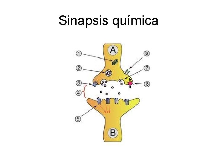 Sinapsis química 