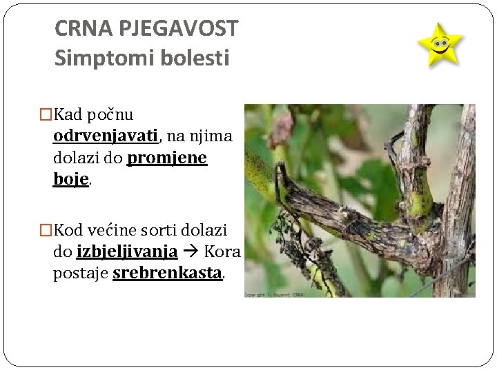 CRNA PJEGAVOST Simptomi bolesti �Kad počnu odrvenjavati, na njima dolazi do promjene boje. �Kod