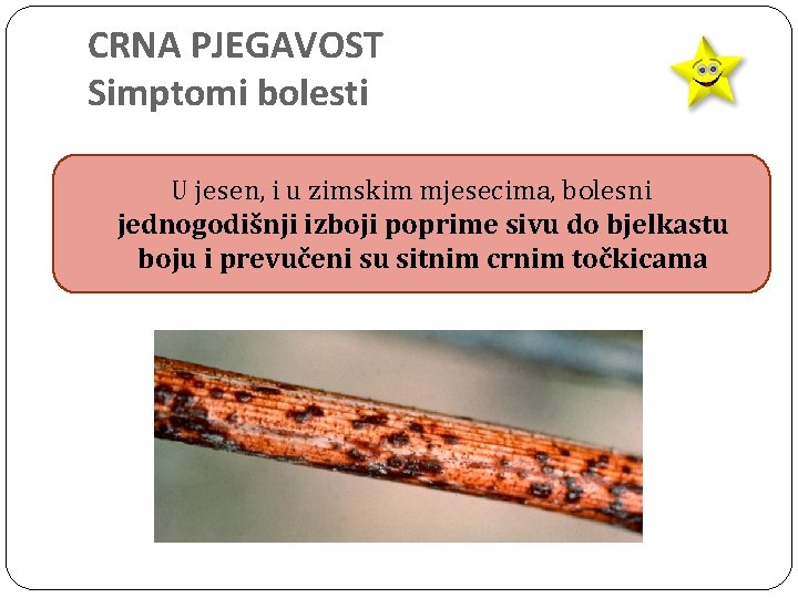 CRNA PJEGAVOST Simptomi bolesti U jesen, i u zimskim mjesecima, bolesni jednogodišnji izboji poprime