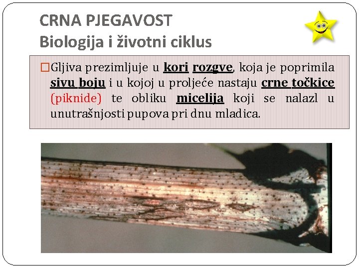 CRNA PJEGAVOST Biologija i životni ciklus �Gljiva prezimljuje u kori rozgve, koja je poprimila