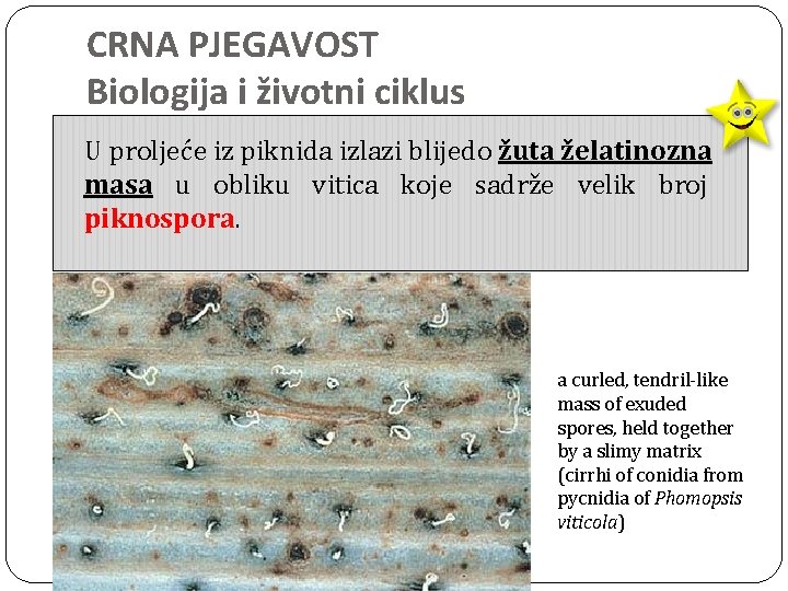 CRNA PJEGAVOST Biologija i životni ciklus U proljeće iz piknida izlazi blijedo žuta želatinozna