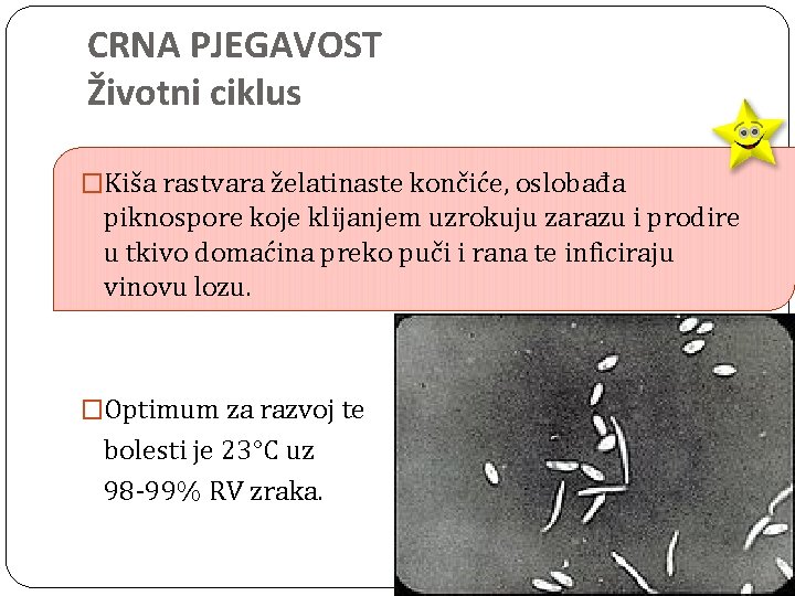 CRNA PJEGAVOST Životni ciklus �Kiša rastvara želatinaste končiće, oslobađa piknospore koje klijanjem uzrokuju zarazu