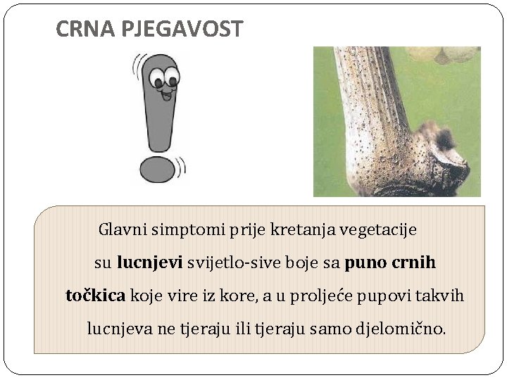 CRNA PJEGAVOST Glavni simptomi prije kretanja vegetacije su lucnjevi svijetlo-sive boje sa puno crnih