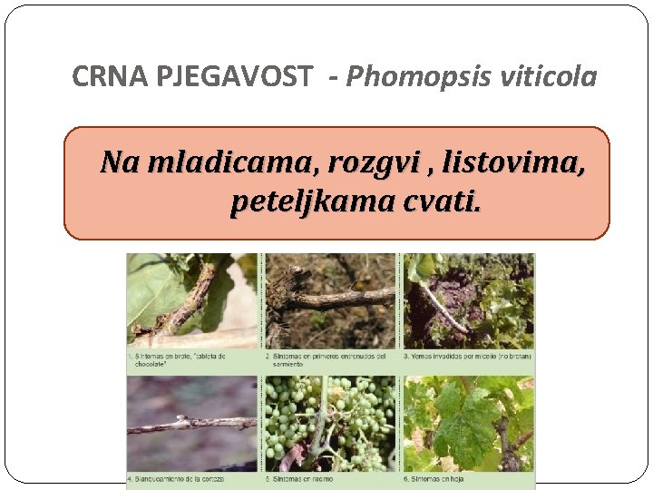 CRNA PJEGAVOST - Phomopsis viticola Na mladicama, rozgvi , listovima, peteljkama cvati. 