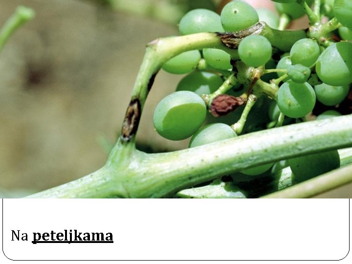 Na peteljkama 