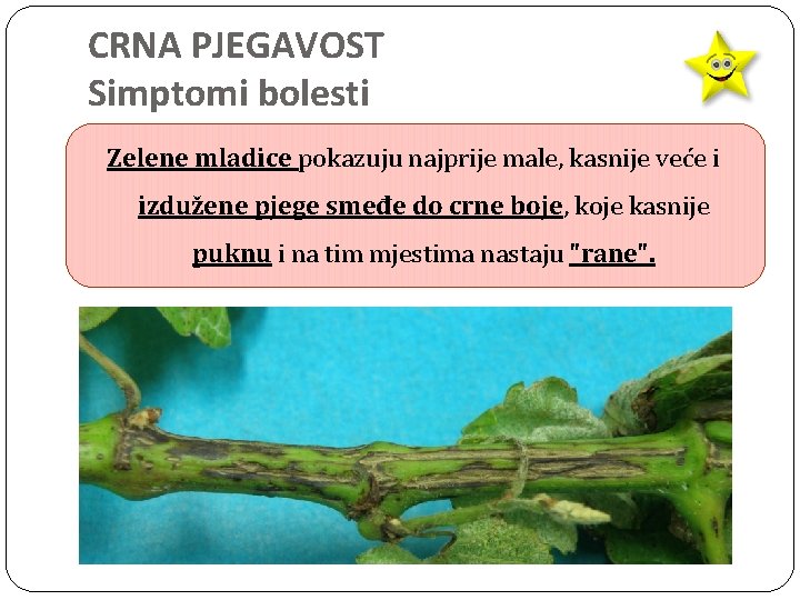 CRNA PJEGAVOST Simptomi bolesti Zelene mladice pokazuju najprije male, kasnije veće i izdužene pjege