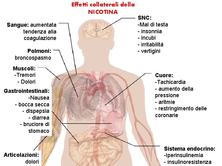 Effetti collaterali della NICOTINA Sangue: aumentata tendenza alla coagulazione Polmoni: broncospasmo Muscoli: -Tremori -