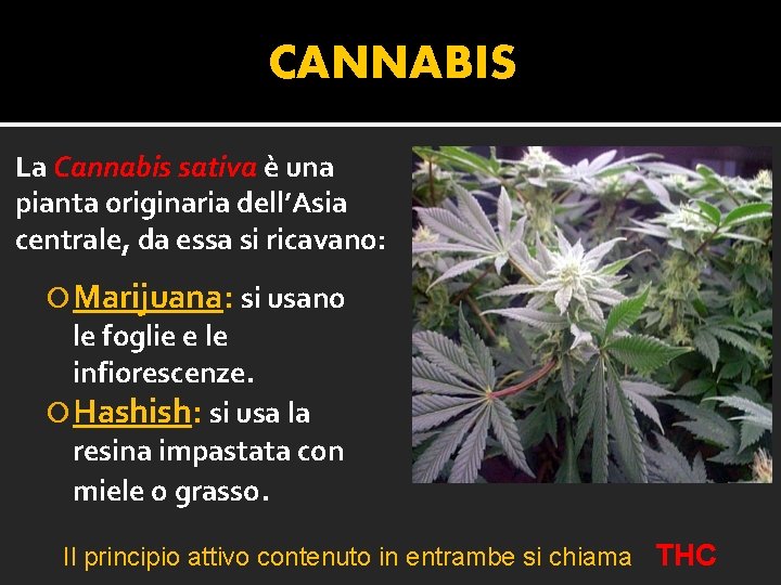 CANNABIS La Cannabis sativa è una pianta originaria dell’Asia centrale, da essa si ricavano: