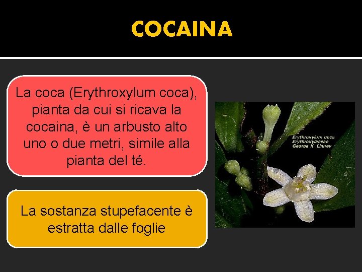 COCAINA La coca (Erythroxylum coca), pianta da cui si ricava la cocaina, è un