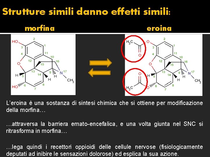 Strutture simili danno effetti simili: morfina eroina L’eroina è una sostanza di sintesi chimica