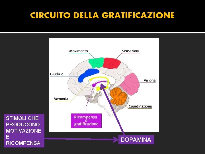 CIRCUITO DELLA GRATIFICAZIONE STIMOLI CHE PRODUCONO MOTIVAZIONE E RICOMPENSA DOPAMINA 