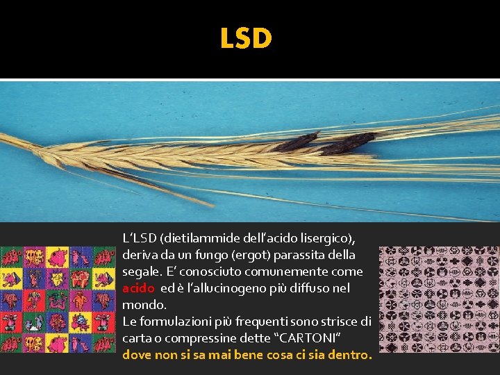 LSD L’LSD (dietilammide dell’acido lisergico), deriva da un fungo (ergot) parassita della segale. E’