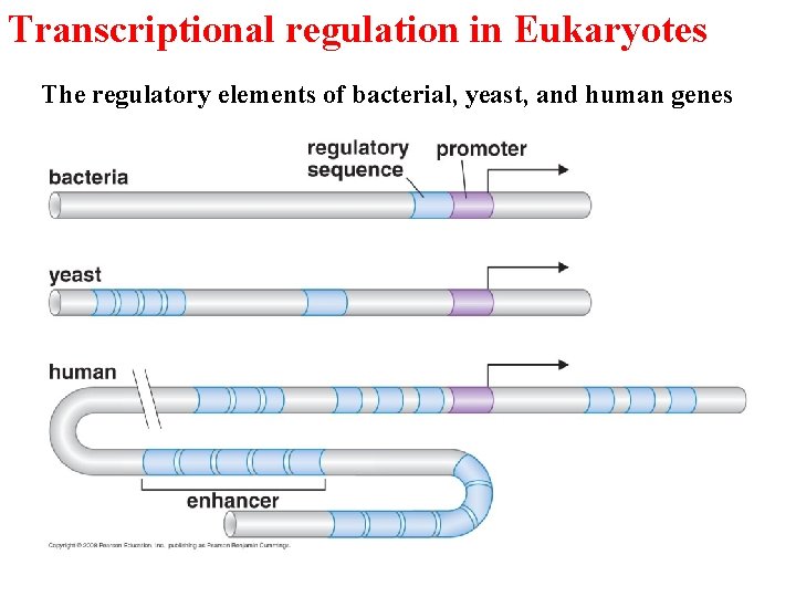 Transcriptional regulation in Eukaryotes The regulatory elements of bacterial, yeast, and human genes 