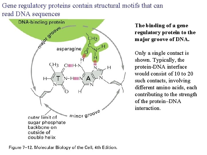 Gene regulatory proteins contain structural motifs that can read DNA sequences The binding of
