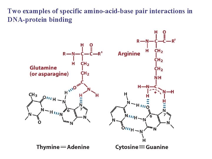 Two examples of specific amino-acid-base pair interactions in DNA-protein binding 