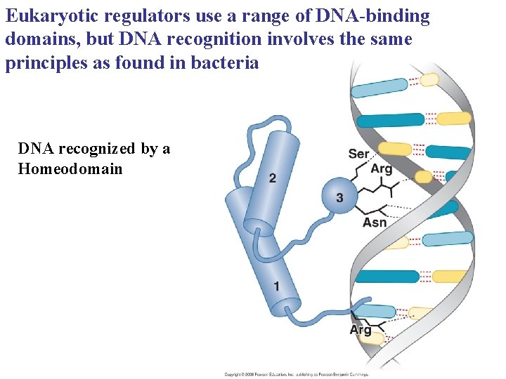 Eukaryotic regulators use a range of DNA-binding domains, but DNA recognition involves the same