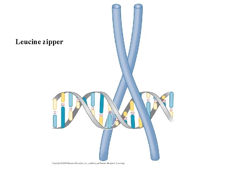 Leucine zipper 