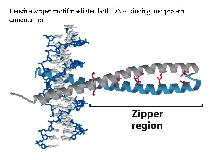 Leucine zipper motif mediates both DNA binding and protein dimerization 