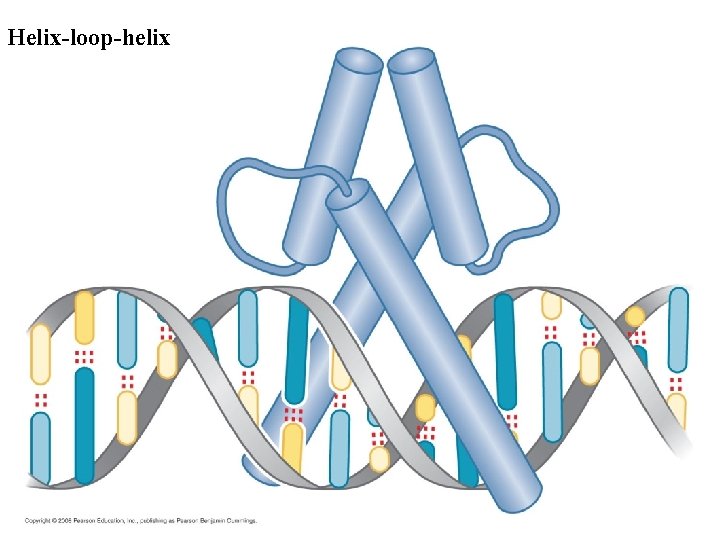 Helix-loop-helix 