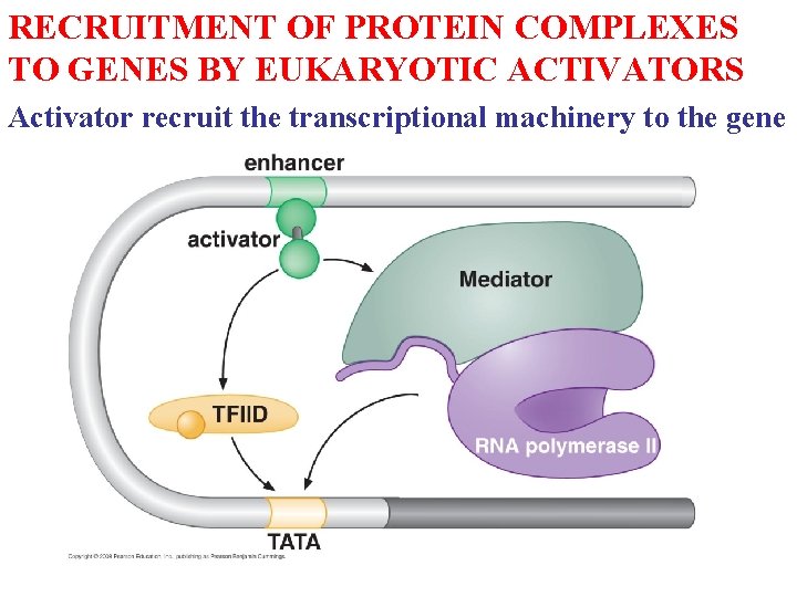 RECRUITMENT OF PROTEIN COMPLEXES TO GENES BY EUKARYOTIC ACTIVATORS Activator recruit the transcriptional machinery