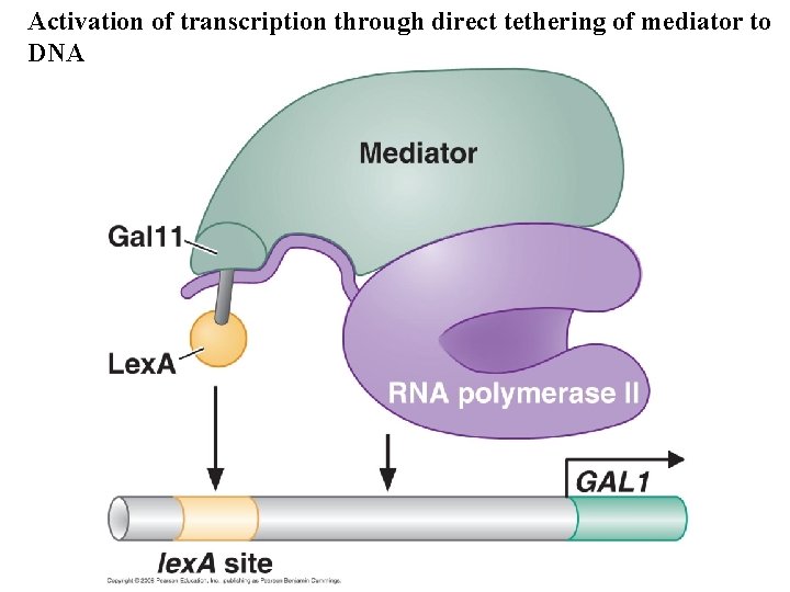 Activation of transcription through direct tethering of mediator to DNA 