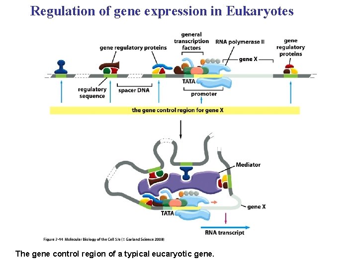 Regulation of gene expression in Eukaryotes The gene control region of a typical eucaryotic