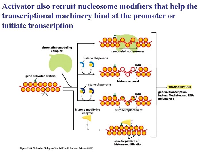 Activator also recruit nucleosome modifiers that help the transcriptional machinery bind at the promoter