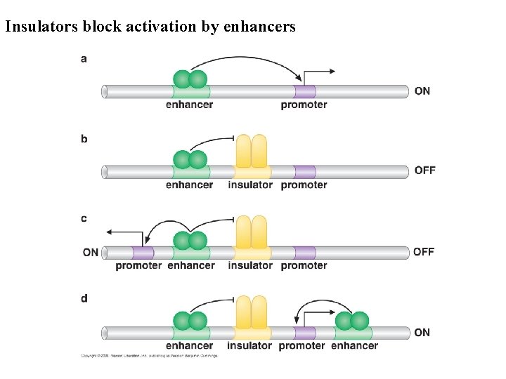 Insulators block activation by enhancers 