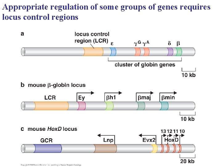 Appropriate regulation of some groups of genes requires locus control regions 