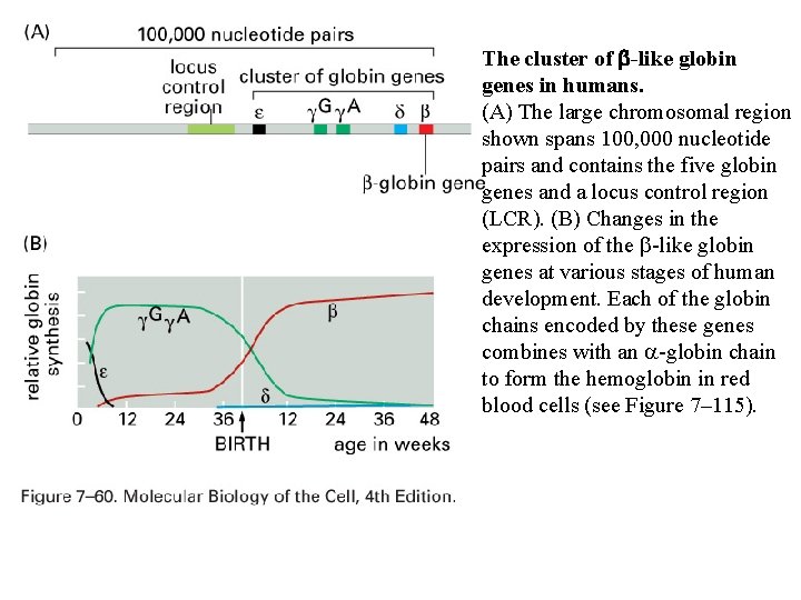 The cluster of b-like globin genes in humans. (A) The large chromosomal region shown