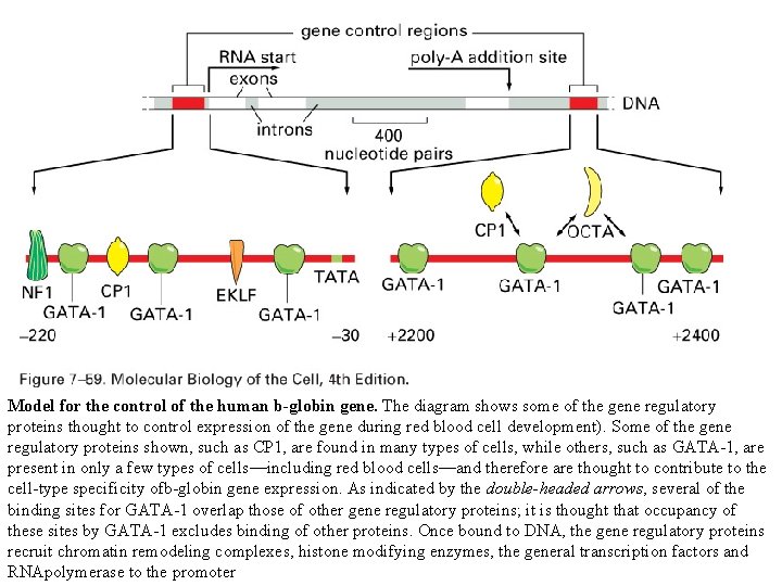 Model for the control of the human b-globin gene. The diagram shows some of